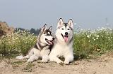 SIBERIAN HUSKY 104